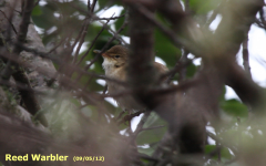 Reed Warbler