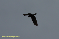 Marsh Harrier