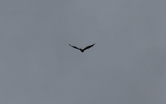 Marsh Harrier