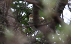 Reed Warbler