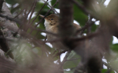 Reed Warbler