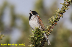 Reed Bunting