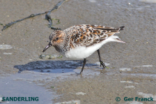 Sanderling