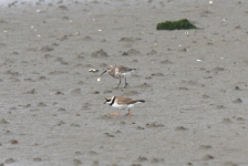 Curlew Sandpiper