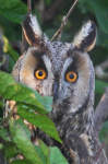 Long-eared Owl