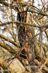 Long-eared Owl