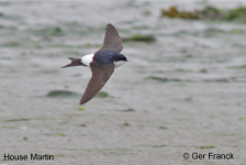 House Martin