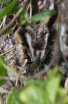 Long-eared Owl