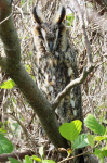 Long-eared Owl