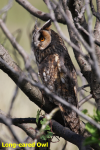 Long-eared Owl