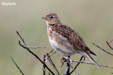 Skylark