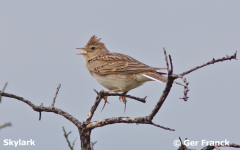 Skylark