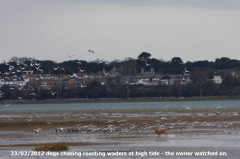 Dogs chasing roosting birds north saltmarsh