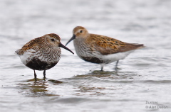 Dunlin