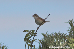 Whitethroat