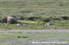 Shelduck with young