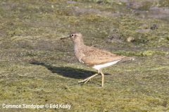 Common Sandpiper