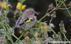 Goldfinch