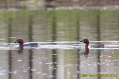 Little Grebe