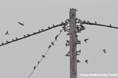 House Martins