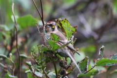 Redpoll