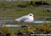 Mediterranean Gull