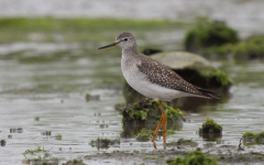 Lesser Yellowlegs