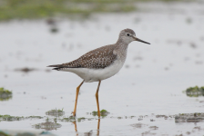 Lesser Yellowlegs