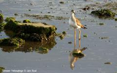 Lesser Yellowlegs