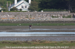 Shellfish collecting