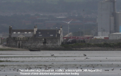 Dogs on mudflats