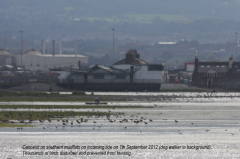 Canoe and dogs on south mudflat