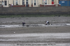 Bait digging southern mudflats