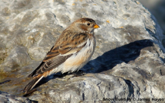 Snow Bunting