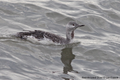 Red-throated Diver