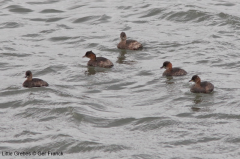 Little Grebe