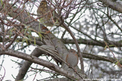 Dunnock