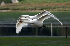 Mute Swan