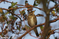 Redwing