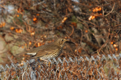 Song Thrush