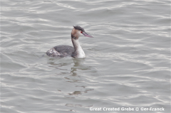 Great Crested Grebe