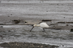 Spoonbill