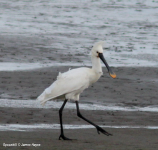 Spoonbill