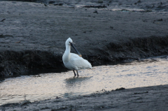 Spoonbill