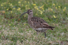 Whimbrel