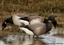 dark-bellied Brent Goose