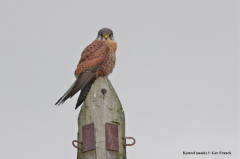 Kestrel 