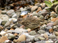 Scandinavian Rock pipit