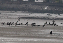Dog chasing Brent Geese southern mudflats