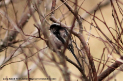 Long-tailed Tit